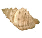 Giant Off-White Decorative Horned Conch Shell Accent Lamp 17 in. Image 1
