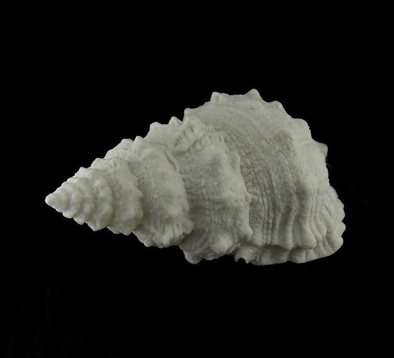 Giant Off-White Decorative Horned Conch Shell Accent Lamp 17 in. Image 2