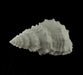 Giant Off-White Decorative Horned Conch Shell Accent Lamp 17 in. Image 2