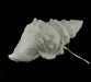 Giant Off-White Decorative Horned Conch Shell Accent Lamp 17 in. Image 3