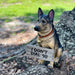 I Don't Dial 911 German Shepherd Guard Dog Warning Statue Image 5