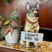 I Don't Dial 911 German Shepherd Guard Dog Warning Statue Image 8