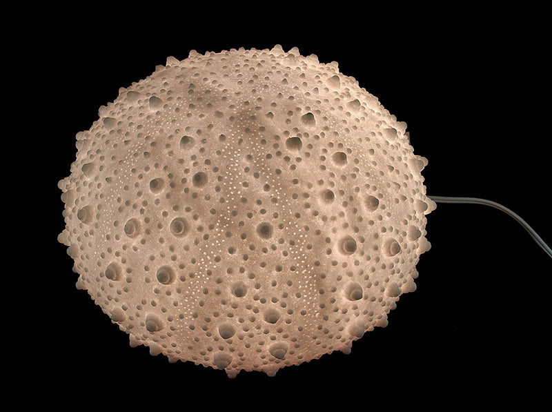 Large White Sea Urchin Coastal Table Lamp - 16 Inch Diameter Image 6