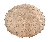 Large White Sea Urchin Coastal Table Lamp - 16 Inch Diameter Image 1