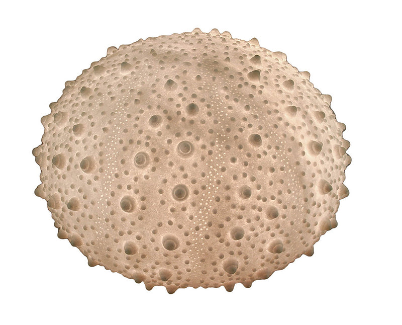 Large White Sea Urchin Coastal Table Lamp - 16 Inch Diameter Image 1