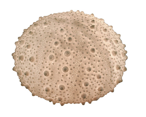 Large White Sea Urchin Coastal Table Lamp - 16 Inch Diameter Image 1