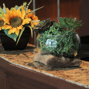 Medium Wide Mouth Molten Glass on Teak Driftwood Decorative Sculptural Bowl, Vase, and Terrarium Planter - Approximately 5