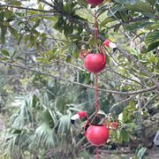 Red - Image 4 - 90-Inch Metal Rain Chain with 8 Portly Flamingos, 7 Inches Long Each, Muted Red Finish, Decorative Downspout