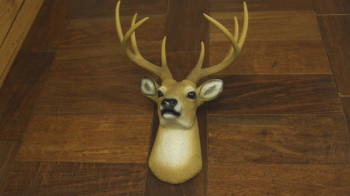 97-HD45079-buck-wall-mounted-deer-head-video-1A.mp4