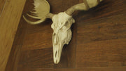 97-HD49148-bull-moose-skull-wall-hanging-video-1A.mp4