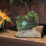Wide Mouth Molten Glass on Teak Driftwood Decorative Sculptural Bowl, Vase, and Terrarium Planter - Approximately 6 Inches