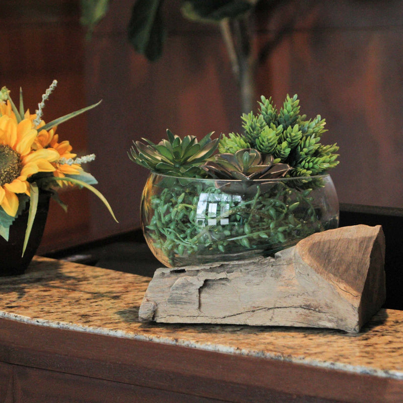 Wide Mouth Molten Glass on Teak Driftwood Decorative Sculptural Bowl, Vase, and Terrarium Planter - Approximately 6 Inches