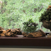 Wide Mouth Molten Glass on Teak Driftwood Decorative Sculptural Bowl, Vase, and Terrarium Planter - Approximately 6 Inches