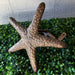 Zeckos 12 Inch Cast Iron Starfish Garden Hose Holder, Bronze Coastal Wall Mounted Hose Hanger with Matching Hardware for