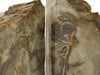 Indonesian Light Colored Petrified Wood Bookends 4-6 Pounds Image 5